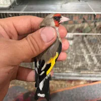 سهره نر تضمینی(قناری،عروس،گلبسر)