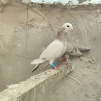 سار کله هما