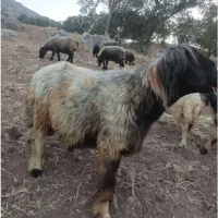 یک راس قوچ بختیاری 4رون با موتور 200هم معاوضه دارم|حیوانات مزرعه|مارگون, |دیوار