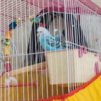 جفت مرغ عشق نر و ماده|پرنده|اردبیل, |دیوار