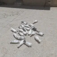 فروش  تعدادی کفتر