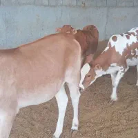 گوساله ماده