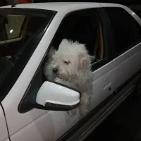 سگ نژاد تریر|سگ|شهریار, شهریار|دیوار