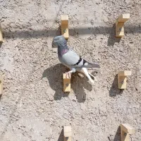 کفتر سینه سیاه و سبز دمسفید|پرنده|مرودشت, پشت سایپا‎|دیوار