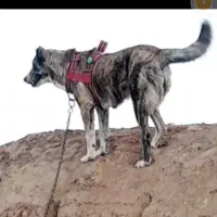 واگذاری سگهای خراسانی نگهبان و گلگی|سگ|مشهد, احمدآباد|دیوار