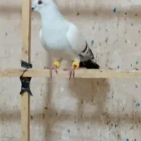 کفتر