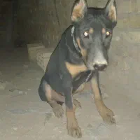 توله سگ دوبرمن|سگ|یزد, |دیوار