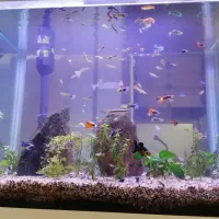آکواریوم 120 لیتری با ماهی و گیاه طبیعی|ماهی|تهران, پونک|دیوار