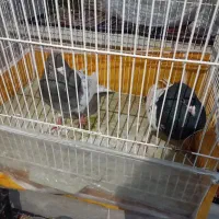 کفتر کله یه جفت