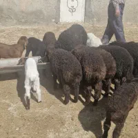 کارگر برای باغ