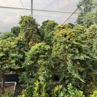 طراحی و اجرا گل و گیاه فضای باز|گل و گیاه طبیعی|ملارد, |دیوار