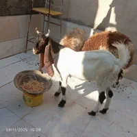 سلام یک نر|حیوانات مزرعه|باوی, |دیوار