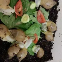 حلزون آچاتینا آلبینو