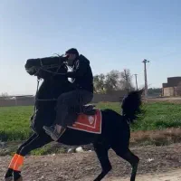 باشگاه سوارکاری سپینود (اسب)