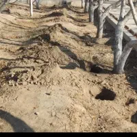 باغبانی سمپاشی هرس تیلر درختکاری گل کود بیل زدن|خدمات باغبانی و درختکاری|مشهد, توس (بلوار توس)|دیوار