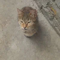 گربه ۳ ماهه رایگان نر رایگان