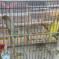 انواع پرنده های خانگی|پرنده|اصفهان, درب سیبه علیا|دیوار