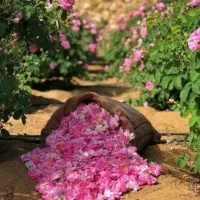 تور گلابگیری کاشان با ون ۱۰نفره