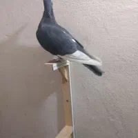 کفتر پلنگ ماده.|حیوانات|کرمان, |دیوار