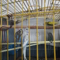 مرغ عشق جوانه