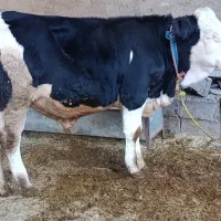 چهار راس گوساله نر سیمینتال جنس وزن 380تا 400