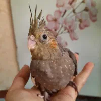 عروس هلندی 1.5ماهه ماده دستی سرحال