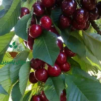 ارقام نهالهای پربار و پرسود