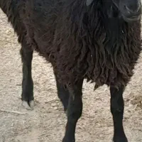 گوسفندزنده