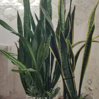 دوتا گل سانسوریا بزرگ