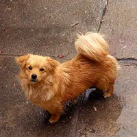 سگ پا کوتاه