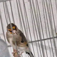 سهره نر دورگ رام|پرنده|تهران, سردارجنگل|دیوار