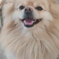 پامرانین 2 ساله