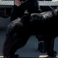 سگ ژرمن نر و ماده اصیل بلک