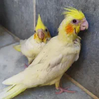 جوجه عروس هلندی|پرنده|اصفهان, شیخ اشراق|دیوار