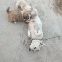 توله پاگوتاه|سگ|زابل, |دیوار