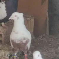 کبوتر دمبی|پرنده|محمدیه-قزوین, |دیوار