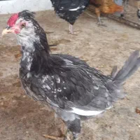 خروس ومرغ گلین۵ماهه ومرغ کرچ