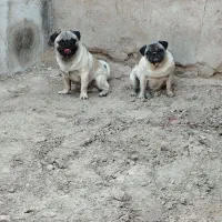 سگ نژاد پاگ نروماده