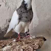 کبوتر|پرنده|جیرفت, |دیوار