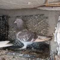 ترکیه دوتا ماده یه نر