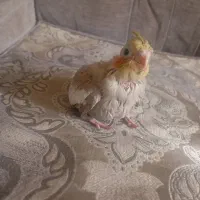 جوجه عروس هلندی اهویی