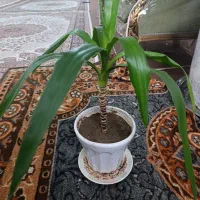 گل یوکا|گل و گیاه طبیعی|سلماس, |دیوار