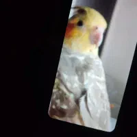 عروس هلندی گم شده