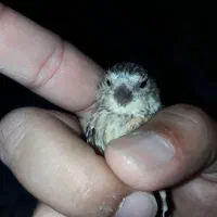 دوتاجوجه سهره قناری نرمه خور