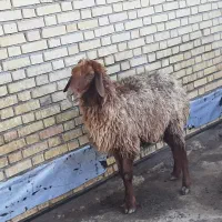 دو عدد بز ماده|حیوانات مزرعه|بندر ماهشهر, |دیوار