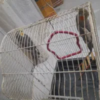 عروس هلندی