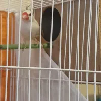 فنج نرگسی نر