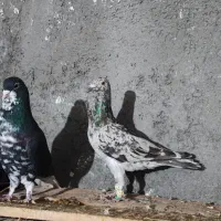 هفرنگ خطی خال خرمایی