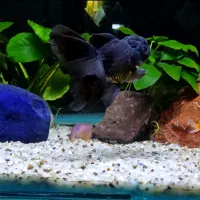 ماهی گلدفیش اُرکید تیل بوفالو گُلد تاپ گرید|ماهی|تهران, نعمتآباد|دیوار