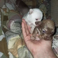 پاکوتا جیبی سایز بسیار ریز|سگ|آق قلا, |دیوار